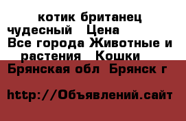 котик британец чудесный › Цена ­ 12 000 - Все города Животные и растения » Кошки   . Брянская обл.,Брянск г.